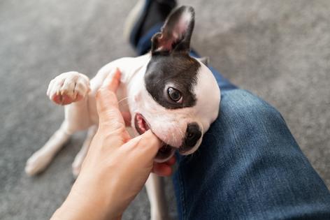 Nipping is how puppies play with each other and learn bite inhibition, writes Cathy M. Rosenthal. (Dreamstime/TNS)