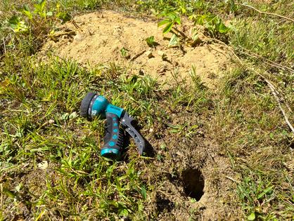 This is just one entrance/exit to a large chipmunk den in my yard. Notice the huge pile of dirt the critters brought to the surface. (Tim Carter/Tribune Content Agency). TNS
