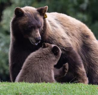 BEAR LEAGUE/TNS