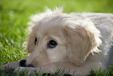 Sometimes small changes that seem unimportant to us can feel very different – and unsettling – to a dog, writes Cathy M. Rosenthal. (Dreamstime/TNS)