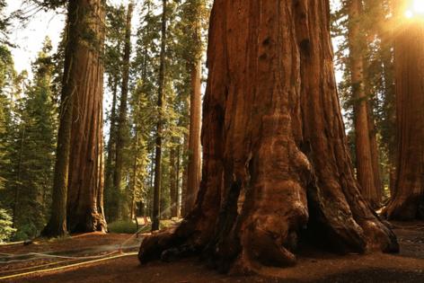 Sam Wu/U.S. Forest Service/TNS/TNS