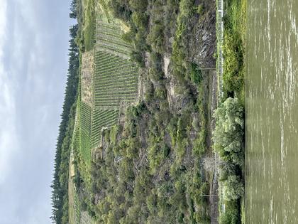 Vineyards along the Rhine. Andy Yemma