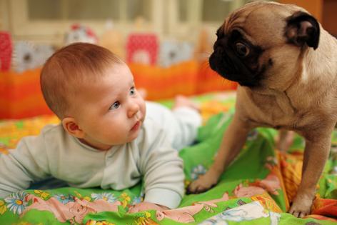 For many dogs, a new baby in the family can feel like a mixed blessing, writes Cathy M. Rosenthal. (Konstantin Sutyagin/Dreamstime/Tribune Content Agency)