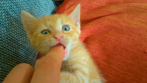 Cats show affection in quirky ways, and sometimes the line between cuddling and playing gets blurred, writes Cathy M. Rosenthal. (Info634860/Dreamstime/Tribune Content Agency)
