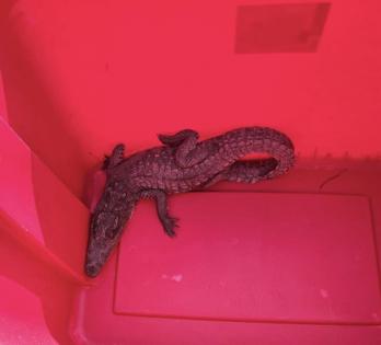 Hampton Township Public Safety Department/Hampton Township Public Safety Department/TNS