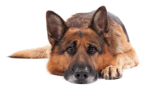 With patience, practice, and a bit of desensitization training, you can help a dog suffering from separation anxiety feel more secure when you're not around, writes Cathy M. Rosenthal. (Dreamstime/TNS)