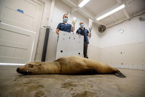 Allen J. Schaben/Los Angeles Times/TNS