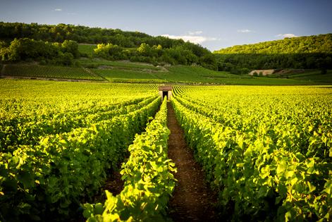 Vineyards in Savigny les Beaune, France. Dreamstime/TCA