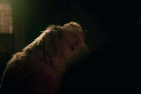 Ben Leonberg/Independent Film Company/Shudder/TNS