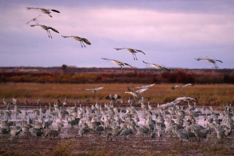 Anthony Souffle/The Minnesota Star Tribune/TNS