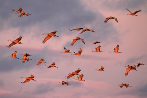 Anthony Souffle/The Minnesota Star Tribune/TNS