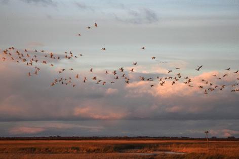 Anthony Souffle/The Minnesota Star Tribune/TNS