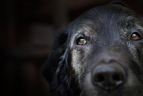 Older dogs often develop new behaviors, and sometimes barking at night can be a clue that something else is going on, writes Cathy M. Rosenthal. (Dreamstime/TNS)