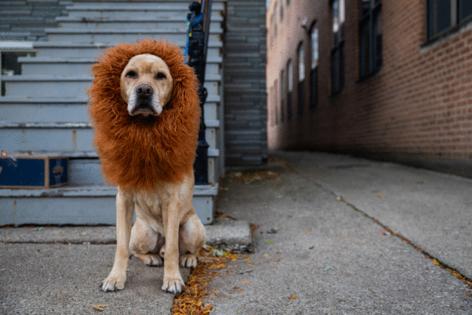 Tess Crowley/Chicago Tribune/TNS