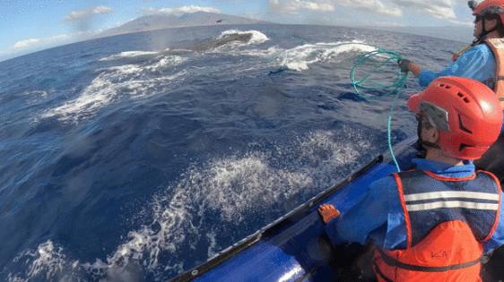 Ed Lyman/NOAA/Taken under NOAA Permit #24359/TNS/TNS