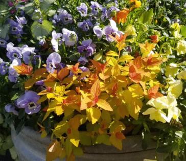 Norman Winter/Norman Winter/TNS