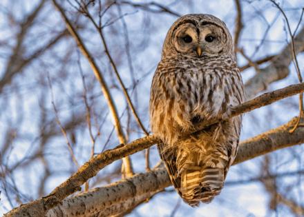 Wasim Muklashy/Dreamstime/TNS