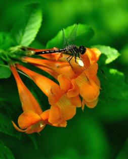 Norman Winter/TNS/TNS