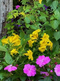 Norman Winter/TNS/TNS