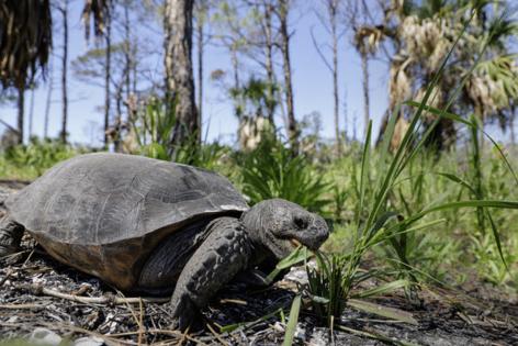 Douglas R. Clifford/Tampa Bay Times/TNS