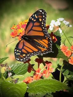 Norman Winter/Norman Winter/TNS