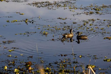 Patrick Connolly/Orlando Sentinel/TNS