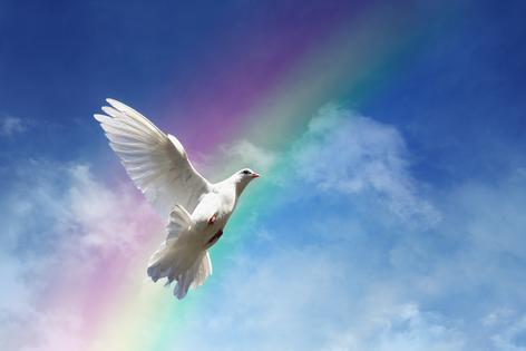 Dove of peace. Dreamstime/TCA