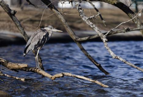 Libby O'Neill/Boston Herald/TNS