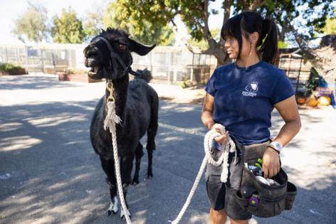 Juliana Yamada/Los Angeles Times/TNS