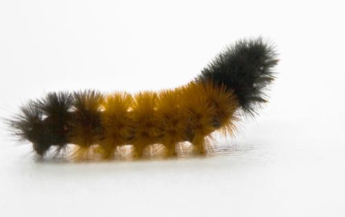 Teresa A Kenney/Dreamstime/TNS