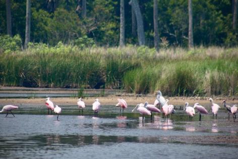 Max Chesnes/Tampa Bay Times/TNS