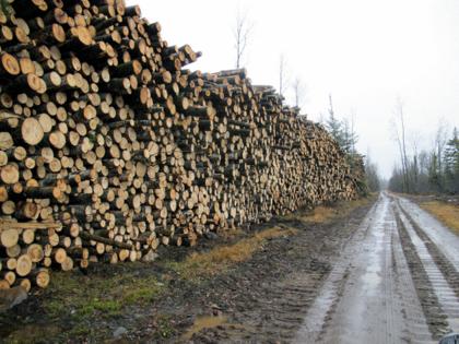 Brian Peterson/The Minnesota Star Tribune/TNS