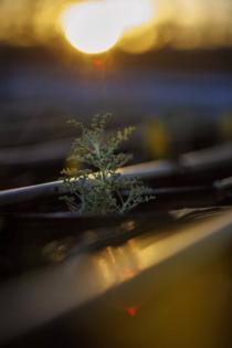 Gina Ferazzi/Los Angles Times/TNS