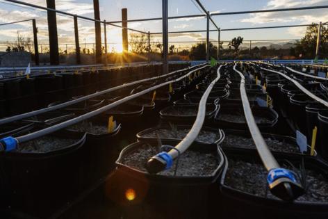 Gina Ferazzi/Los Angles Times/TNS