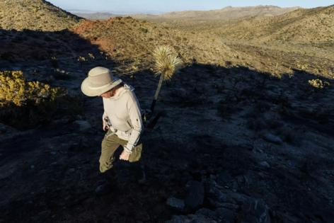 Gina Ferazzi/Los Angles Times/TNS