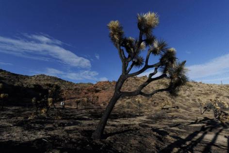 Gina Ferazzi/Los Angles Times/TNS