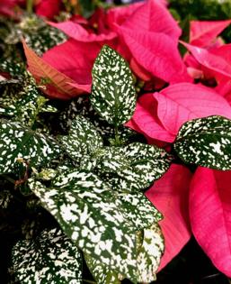 Norman Winter/Norman Winter/TNS