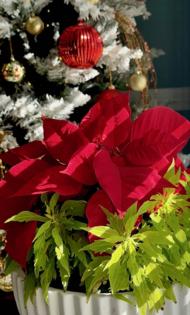 Norman Winter/Norman Winter/TNS