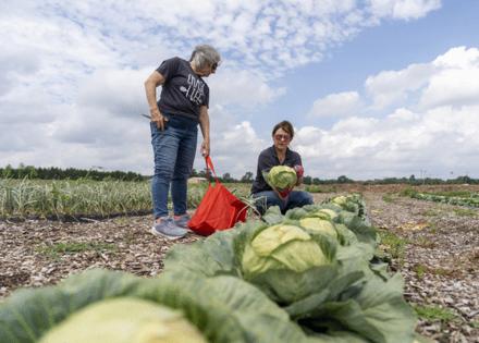 The Ohio State University/The Ohio State University/TNS