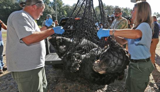 Red Huber/Orlando Sentinel/TNS