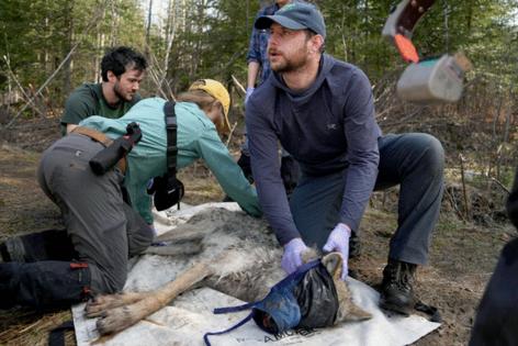 Anthony Souffle/The Minnesota Star Tribune/TNS