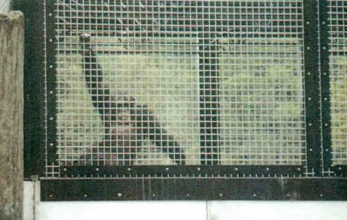 Nonhuman Rights Project/TNS/TNS