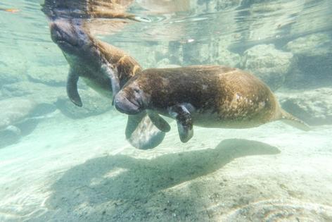 Patrick Connolly/Orlando Sentinel/TNS