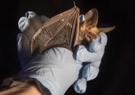 Benjamin Hager/Las Vegas Review-Journal/TNS