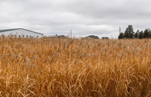 Dominic Di Palermo/Chicago Tribune/TNS