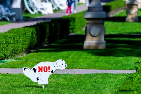 Even responsible dog owners sometimes forget that not everyone is cool with pets peeing and pooping in their yard, writes Cathy M. Rosenthal. (Dreamstime/TNS)
