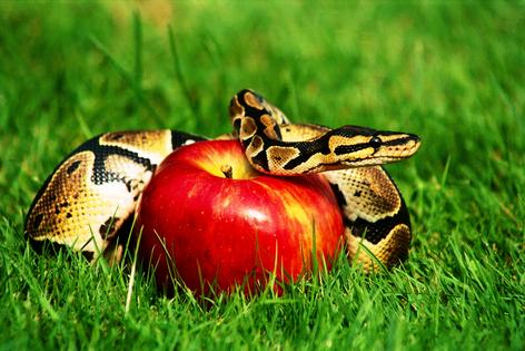 Temptation concept with snake and apple. Dreamstime/TCA