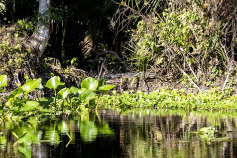 Patrick Connolly/Orlando Sentinel/TNS