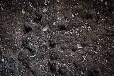 Jason Armond/Los Angeles Times/TNS