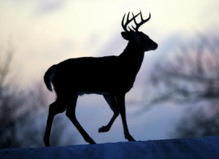 BRIAN PETERSON/The Minnesota Star Tribune/TNS